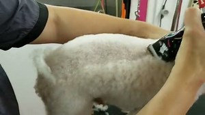 Cheers to the Happy Hour 5-Speed Detachable Blade Clipper! 🎉🍻 This powerful, cool-running clipper moves effortlessly across a pup's coat with variable speeds that will keep everyone happy. 😊 bit.ly/HappyHourClipper 🎥: #AndisGrooming Educator @cindy_olivertn | Andis Grooming