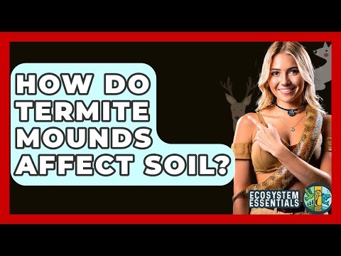 How Do Termite Mounds Affect Soil? - Ecosystem Essentials