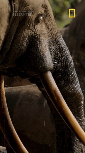 ¿Sabías que los elefantes son fundamentales en los ecosistemas en los que viven? Cuando caminan, crean caminos a través de los bosques, permitiendo así que otras especies transiten. Además, cuando un elefante deja una huella en el suelo, esta se llena de agua y allí puede desarrollarse un pequeño ecosistema, donde viven renacuajos u otros organismos. | National Geographic