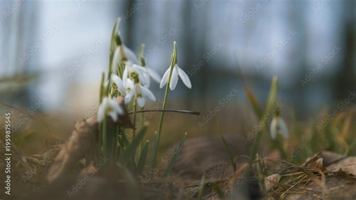 White snowdrop flowers swaying in wind on forest floor, early spring nature and gentle breeze moment