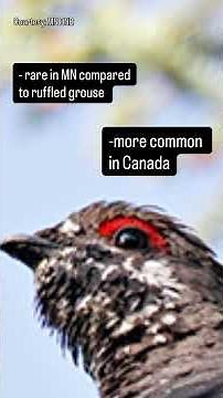 Minnesota’s Wild: meet the spruce grouse