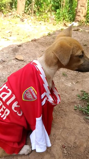 Arsenal Vs Liverpool: Match Analysis and Highlights