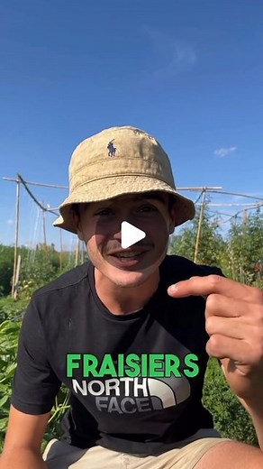 Goran le permaculteur on Instagram: "Aujourd’hui on parle des fraises 🍓 C’est une culture super simple que tu peux multiplier à l’infini ! Grâce au stolon tu pourras avoir de nouveaux plants de fraisiers à partir de l’automne prochain 🌱🤯 #fraise #fraisier #fruit #potager #potagerbio #perma #permaculture #permaculturegarden #jardin #jardinage #passionjardin #astuces #tuto"