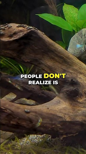 Endlers and Guppies | Guppies vs Endlers