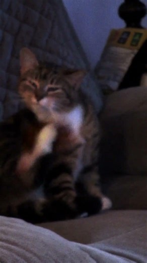 Sometimes what you need is a good scratch #h2g2 #cat