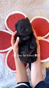 32K views · 2.3K reactions | The little photo at the end  Spring is coming 凉❤️ This is one of our black Labrador females. She was napping this afternoon as we photographed her, and I just can’t help but think she is the prettiest little thing in the world ❤️ #blacklabpuppy #blacklabrador #englishlabpuppy #englishlabrador #blacklabrador #blacklabradorretriever | The Happiest Labrador | Facebook