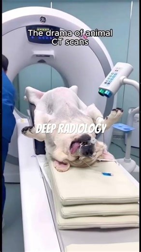 Discover the Magic Behind Animal CT Scans!#shorts