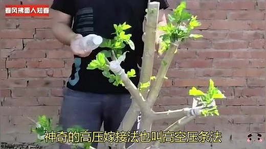 神奇的高压嫁接法也叫高空压条法！直接可使粗枝生根，直接移栽成大树！