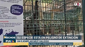 La mona susi cumple años. ¿La conoces? Es el icono del #Centenario. #HechosMeridianoYucatán | Lily Camino | Valentino Uc Castañeda 🌐 www.aztecayucatan.com | TV Azteca Yucatán