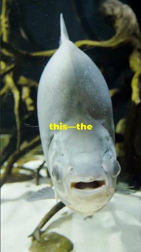 The Incredible Survival Trick of the African Lungfish!