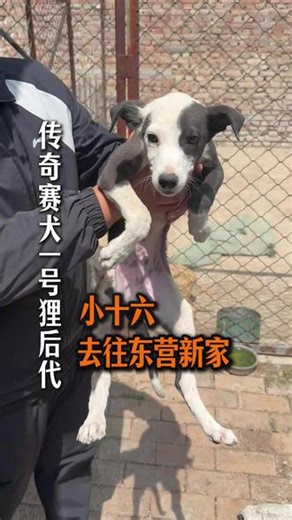 来看看长了3年的野生草莓~ #格力犬惠比特细狗灵缇犬 #精品实战猎犬 #日常VLOG #记录真实生活分享计划