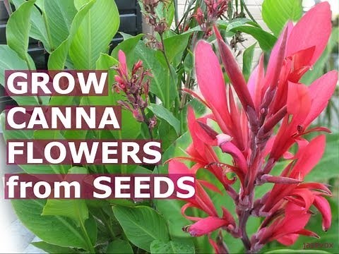 How to Grow Cannas from Seeds - Cana Lillies - Canna Lily ~ Growing Tropical Flowers - Jazevox