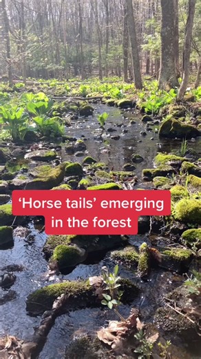 Equisetum: Ancient 'Horse Tails' Plants in the Forest