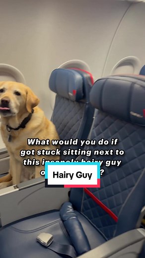 Service Dog Training with Labrador Retrievers: What Would You Do?