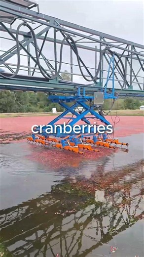 How does the cranberry harvest work?🤔