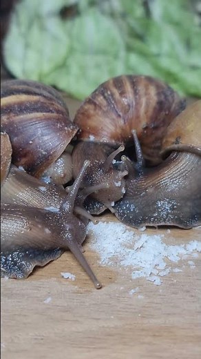 🐌🥗 Snail Eating, Sound ASMR, Relaxing Video #asmr #snail #satisfying #shortvideos