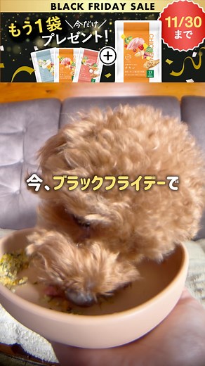 ✨ブラックフライデーSALE実施中✨ 11月30日までの期間限定で1袋増量中🎁 8000万食突破の手作りごはんが今だけお得セットに！ カリカリ嫌いなわんちゃんは今すぐチェック！ | 犬猫生活株式会社