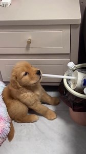 Such a cute boy 🥺💕 | Dog lover