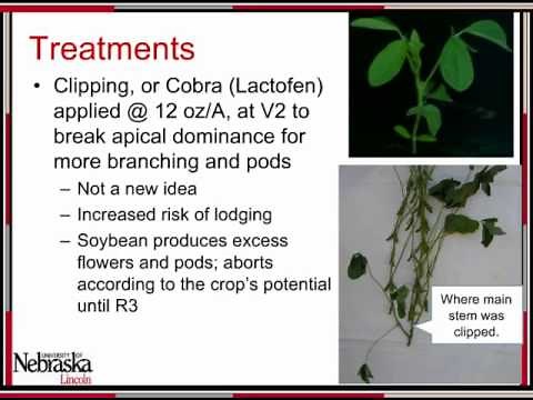 100 Bushel Soybeans by Greg Kruger