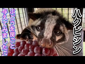 ハクビシンの朝食にぶどうを房ごと与えたら・・・満足そうにかぶりつきました♫