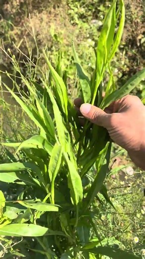 石柴胡 #柴胡#植物科普#中草药#植物#农村#植物#知识分享#shorts