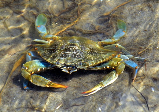 Cannibalistic blue crabs are eating their younger peers in part of the Chesapeake Bay