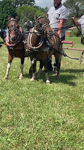 47K views · 1.5K reactions | Mini horse pulls #minihorse #horsepulls | Suzanne Carrick | Facebook