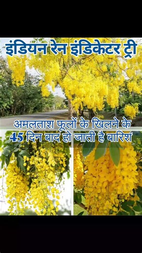 Ram Kumar Dewangan on Instagram: "Rain Indicator... #reels #college #instagram #instalike #instagram #nssindia #instadaily #instalike #india #trending #trendingreels #viral #viralreels"