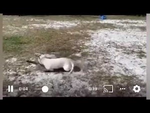 Bull Terrier shakes raccoon.