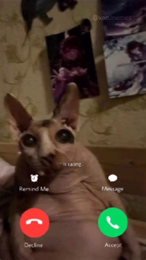 Bingus B. on Instagram: "Pick up…cmon pick up…yeshhh…pick up… #bingus"