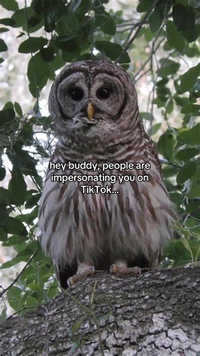 She’s a little shy but keep them coming! 🦉 #owlimpression #owltok | Owl