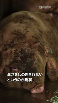 Pig Farms Screaming Due to Extreme Heat: Pigs Struggle in High Temperatures, 11 Million Yen Spent...