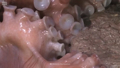 The World’s Deadliest Octopuses and What Makes Them Lethal