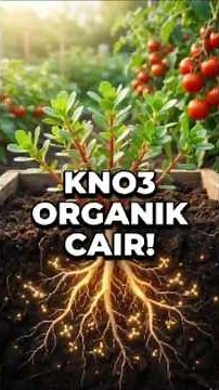 JANGAN DIBUANG! Cara Ubah Krokot Jadi Pupuk KNO3 Organik Cair Super Dahsyat #shorts