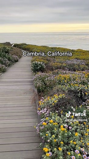 This beautiful coastal hiking trail is the bluff trail at Fiscalini Ranch Preserve. One of many scenic hikes in the Central Coast of California #hikingcalifornia #hikecalifornia #centralcalifornia #centralcoastca #cambria #slocal #sanluisobispo