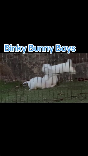 Binky Bunny Boys