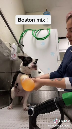 Boston Terrier Bath and Grooming Tips