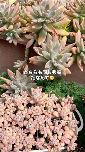 多肉植物！育て方でこんなに違う?!多肉植物の魅力✨️#shorts #succulent #plants