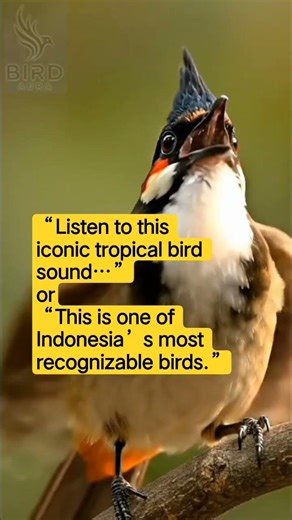 Sooty-Headed Bulbul Singing at Golden Hour 🌿🔥 #shorts #viralvideo #birds