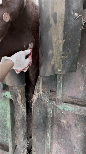 Treatment of abscesses in cattle above the neck.#crow
