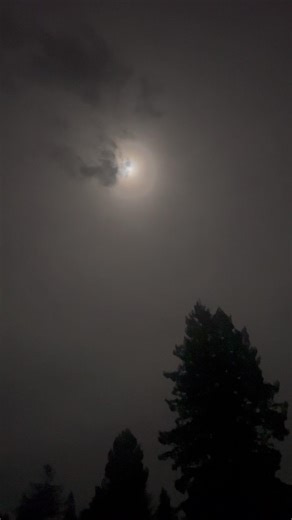 The Moon Appeared… and the Frogs Began to Sing 🌕🐸