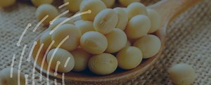 All You Need to Know About Soybeans — Trade Finance Global