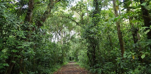 Tropical forests can recover surprisingly quickly on deforested lands – and letting them regrow naturally is an effective and low-cost way to slow climate change
