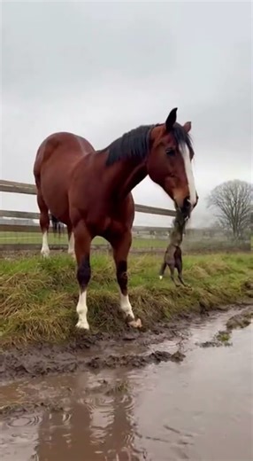 Horse Rescues Fox Pup