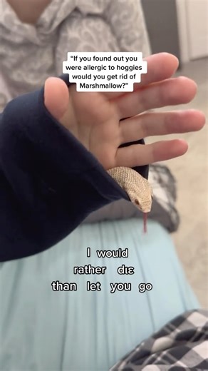 Marshmallow & friends <3 on Instagram: "Never! The good thing is hoggie allergies are very rarely serious, but the possibility is something to be aware of! It’s important to do research before getting any animal  #hognose #snake #snakesofinstagram #reptiles"