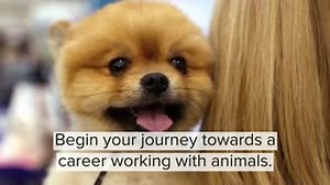 Earn your B.S. in Animal Science online at Unity College. . Begin your journey to a career path working with animals. . Learn to apply knowledge of animal biology, chemistry, nutrition and physiology. Specialize your knowledge by choosing an Animal Science track. . Explore the Companion Animal Care and Training track — care for animals and make a difference. . Discover the Sustainable Livestock Management track — create a healthier environment. . Learn about the Equine Science and Management tra