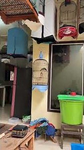 Wah Ditawarin Sangkar Burung Bagus Murah Juga #burung #kicaumania #qinarabanyuwangi