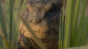 Mundo dos Dinossauros on Reels