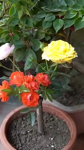 197K views · 3.2K reactions | How I Graft Multi-Color Roses Easily I tried a simple method to graft roses in multiple colors. The results were bright, healthy, and way easier than expected. A fun project if you love unique rose varieties. #gardeningtips #rosegardening #plantpropagation #growwithme #homegarden #diygardening #backyardprojects | Garden Craft | Facebook