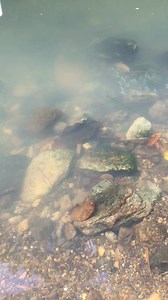 Dog toothed cat snake (Boiga cynodon) mildly venomous - | MAK DON TV